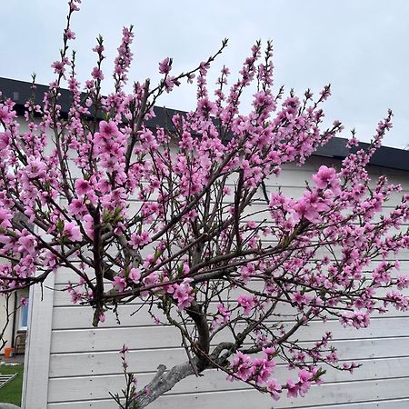 Maironio Apartamentai Palanga Buitenkant foto